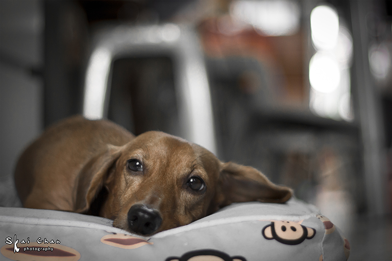 Pet photoshoot session with Luckie Chan