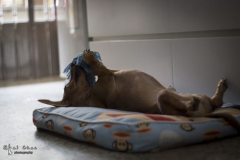 Pet photoshoot session with Luckie Chan