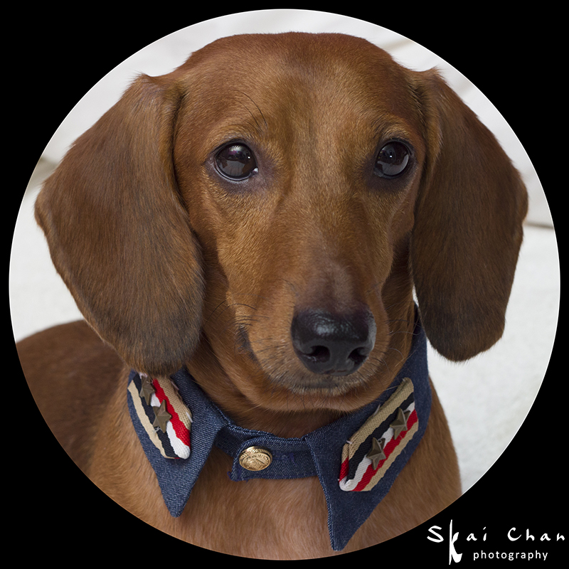 Pet photoshoot session with Luckie Chan