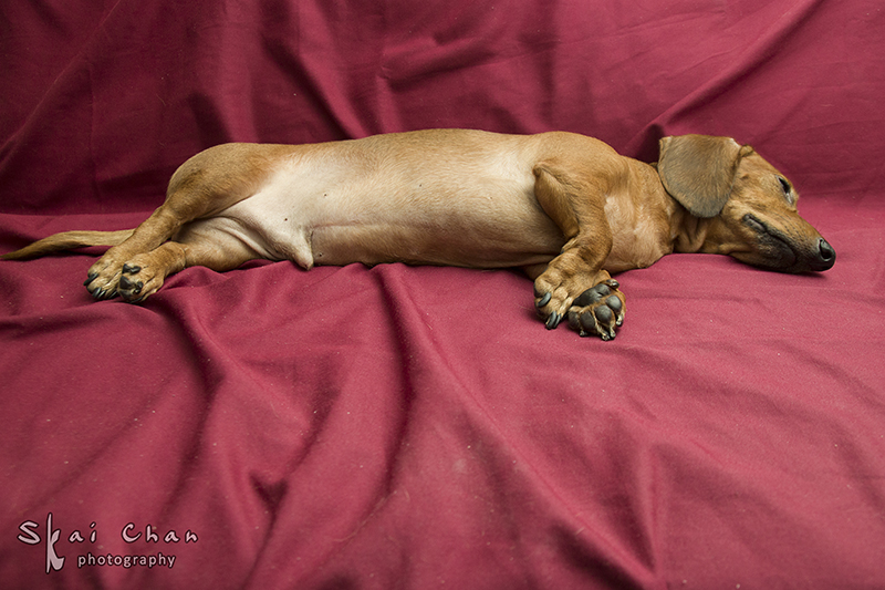 Pet photoshoot session with Luckie Chan