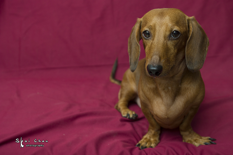 Pet photoshoot session with Luckie Chan