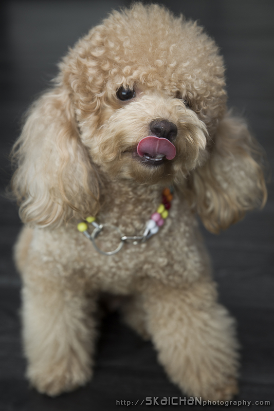 Pet dog photoshoot session with Elmo and Eby at Hougang (indoor)