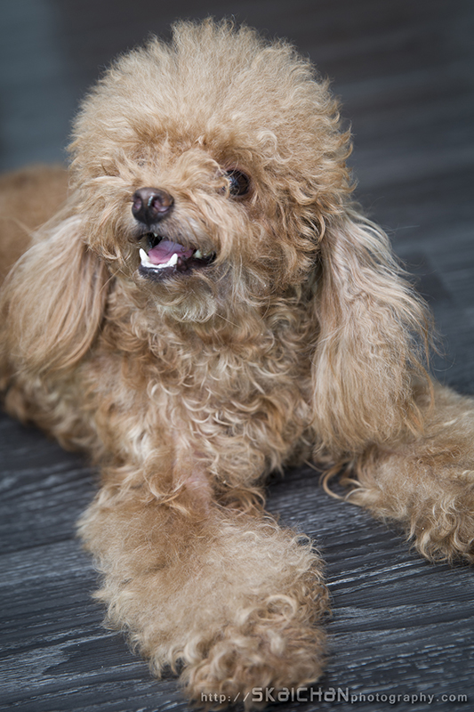 Pet dog photoshoot session with Elmo and Eby at Hougang (indoor)