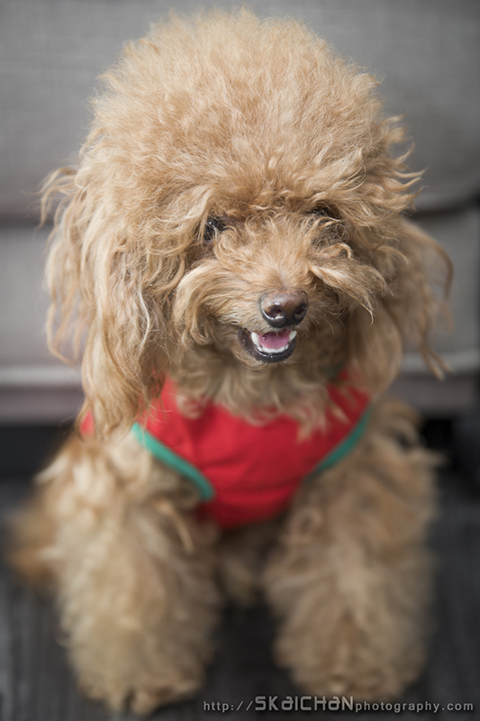 Pet dog photoshoot session with Elmo and Eby at Hougang (indoor)