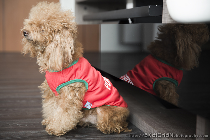 Pet dog photoshoot session with Elmo and Eby at Hougang (indoor)