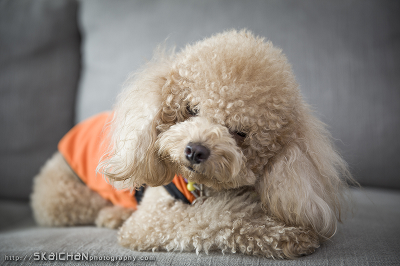 Pet dog photoshoot session with Elmo and Eby at Hougang (indoor)