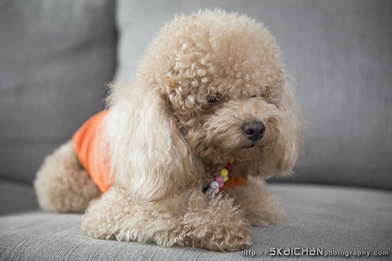 Pet dog photoshoot session with Elmo and Eby at Hougang (indoor)