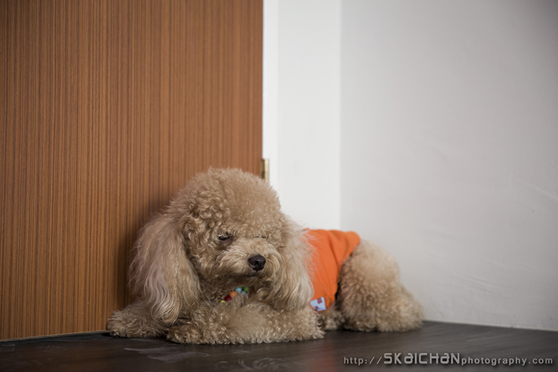 Pet dog photoshoot session with Elmo and Eby at Hougang (indoor)