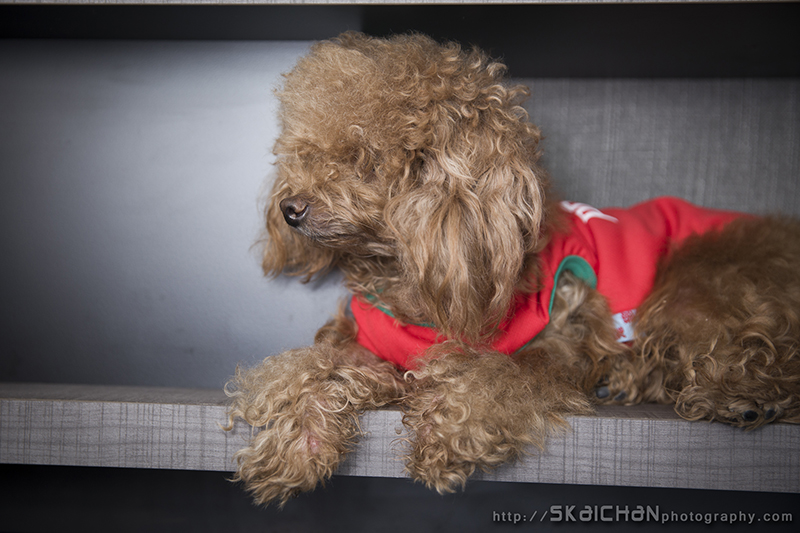 Pet dog photoshoot session with Elmo and Eby at Hougang (indoor)