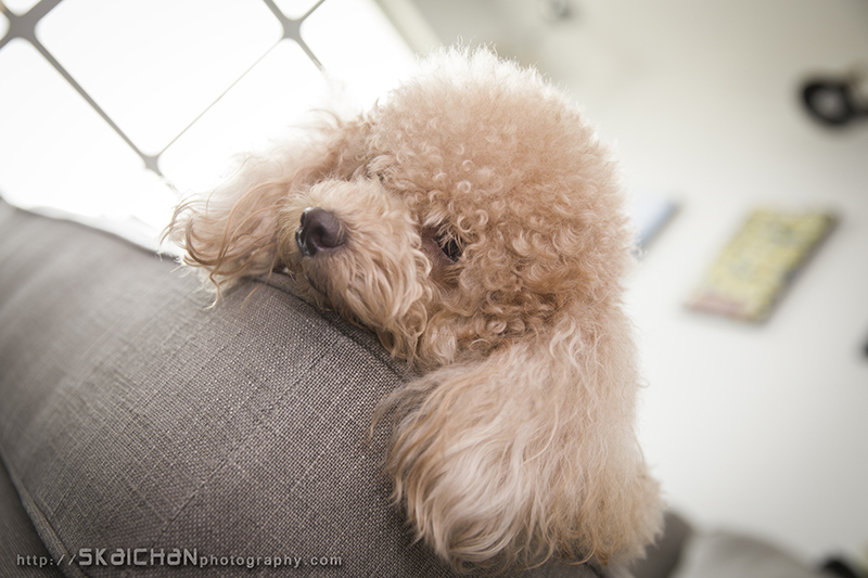 Pet dog photoshoot session with Elmo and Eby at Hougang (indoor)