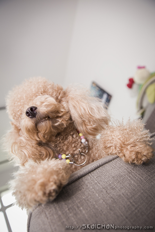 Pet dog photoshoot session with Elmo and Eby at Hougang (indoor)