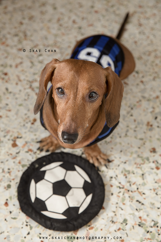 Soccer themed pet dog photoshoot session with Luckie Chan