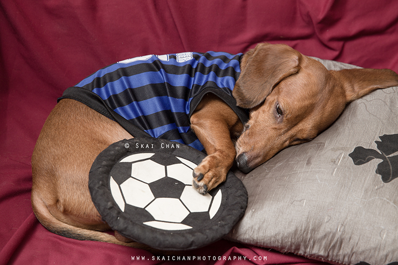 Soccer themed pet dog photoshoot session with Luckie Chan