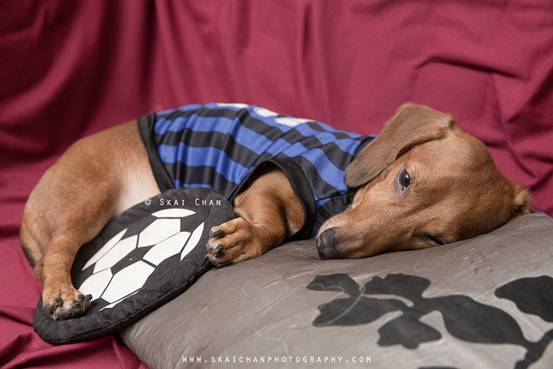 Soccer themed pet dog photoshoot session with Luckie Chan