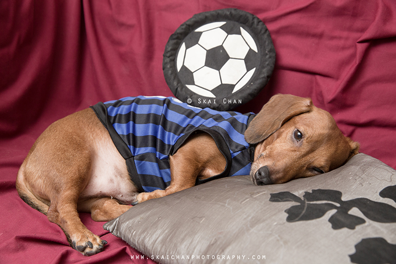 Soccer themed pet dog photoshoot session with Luckie Chan