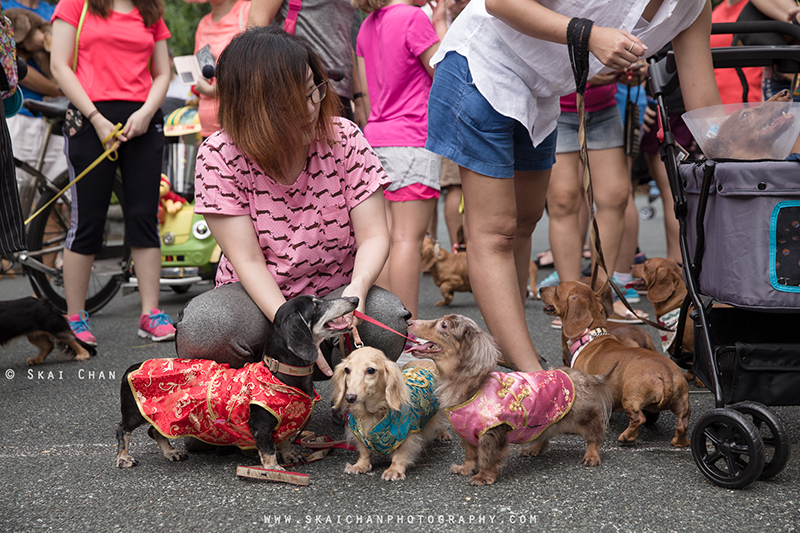 Pet dog photoshoot session with Singapore Dachies at Singapore Botanic Gardens