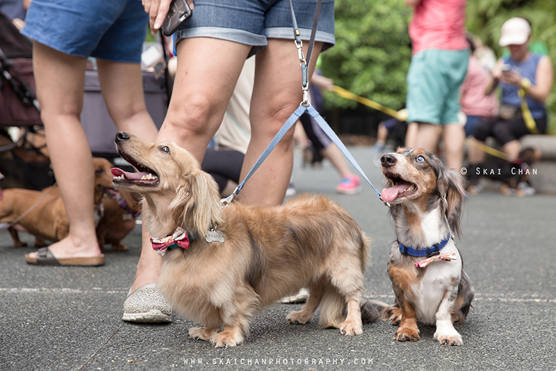 Pet dog photoshoot session with Singapore Dachies at Singapore Botanic Gardens