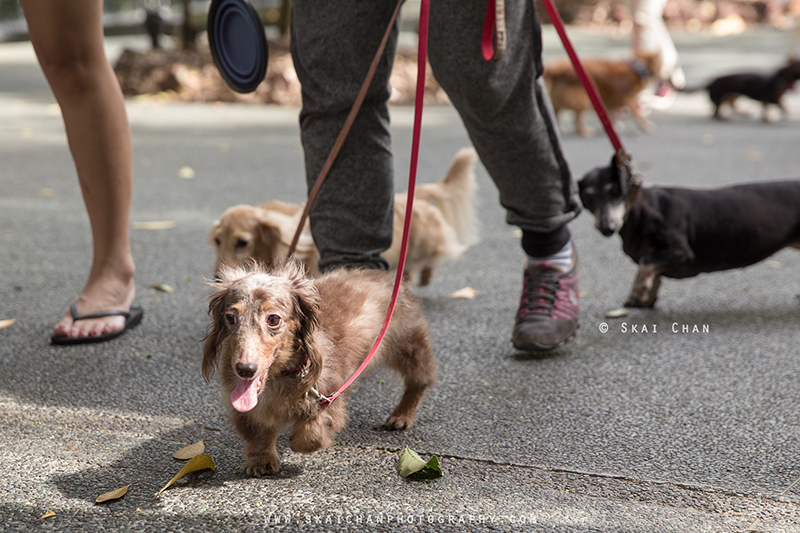 Pet dog photoshoot session with Singapore Dachies at Singapore Botanic Gardens