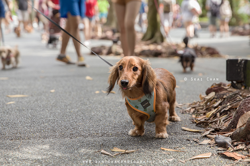 Pet dog photoshoot session with Singapore Dachies at Singapore Botanic Gardens