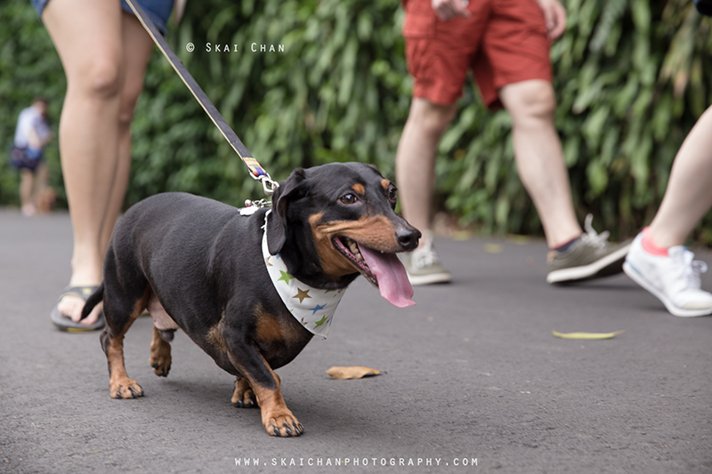Pet dog photoshoot session with Singapore Dachies at Singapore Botanic Gardens