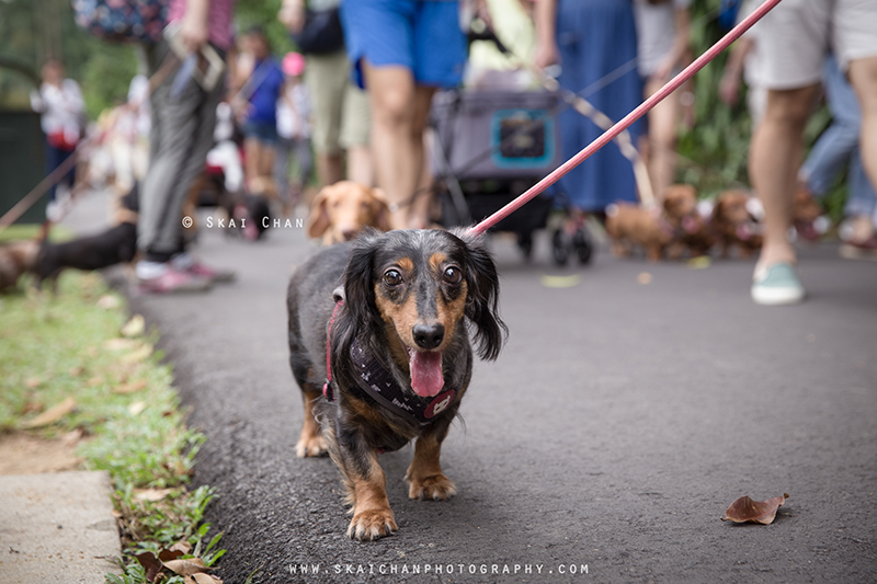 Pet dog photoshoot session with Singapore Dachies at Singapore Botanic Gardens