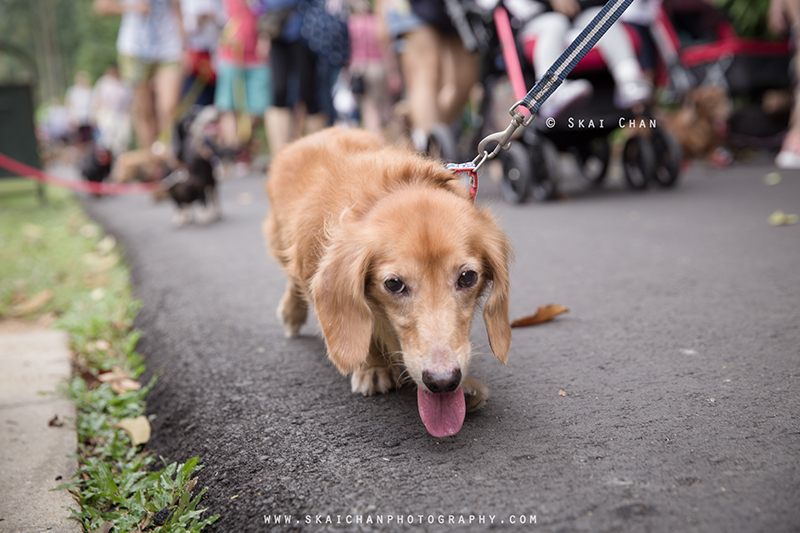 Pet dog photoshoot session with Singapore Dachies at Singapore Botanic Gardens