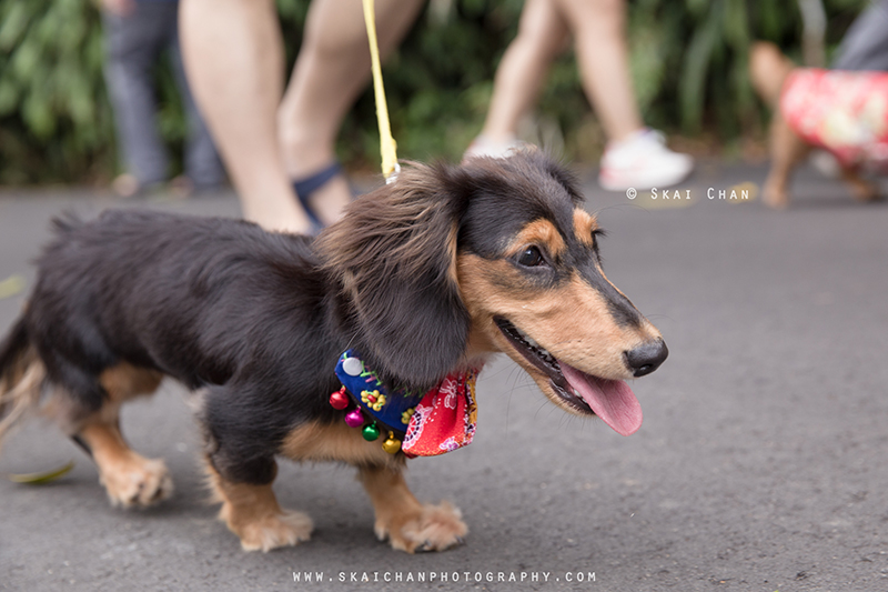 Pet dog photoshoot session with Singapore Dachies at Singapore Botanic Gardens