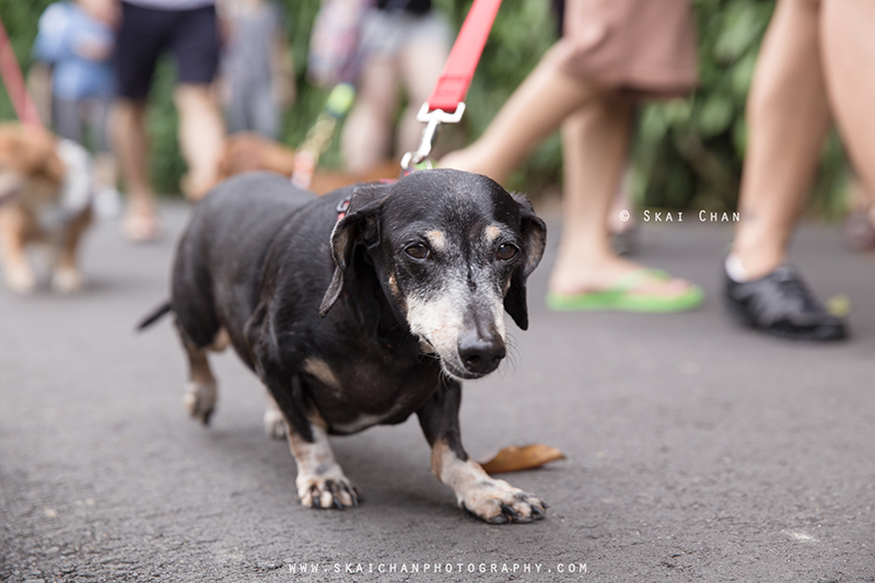 Pet dog photoshoot session with Singapore Dachies at Singapore Botanic Gardens