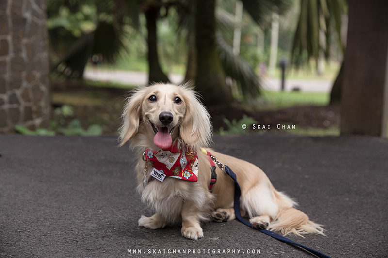 Pet dog photoshoot session with Singapore Dachies at Singapore Botanic Gardens