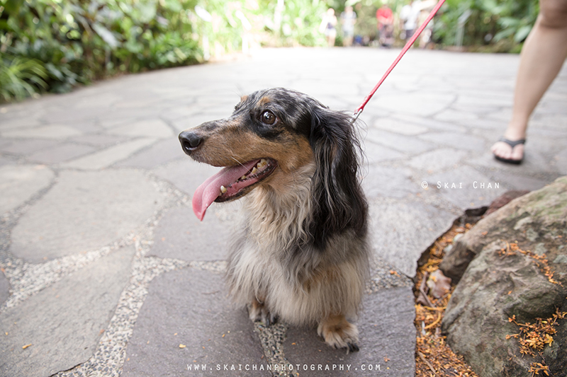 Pet dog photoshoot session with Singapore Dachies at Singapore Botanic Gardens