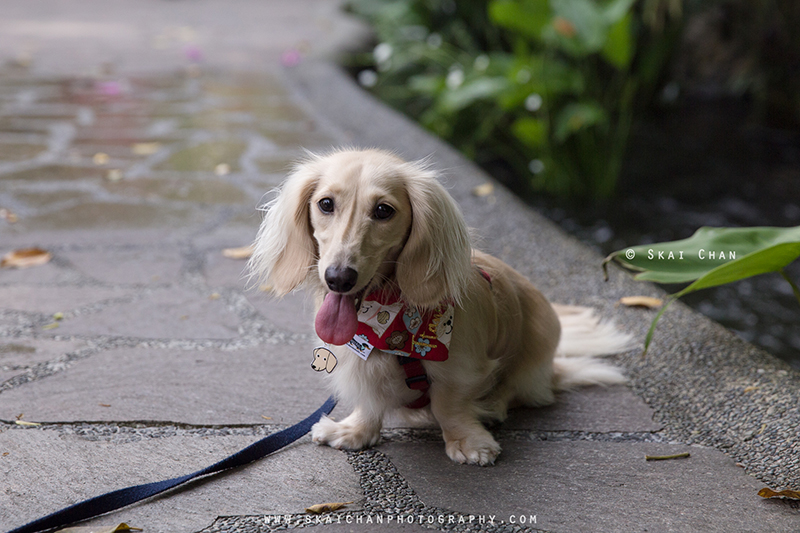Pet dog photoshoot session with Singapore Dachies at Singapore Botanic Gardens