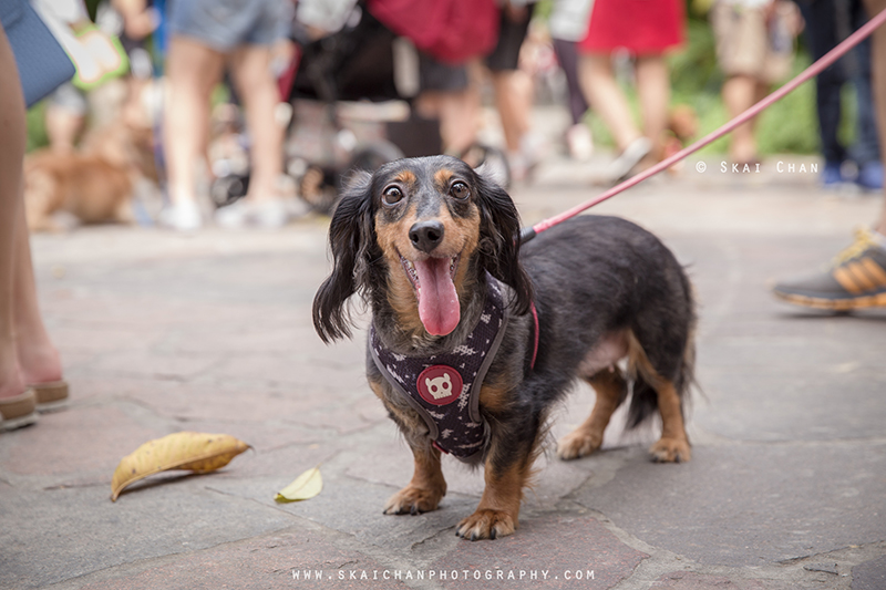 Pet dog photoshoot session with Singapore Dachies at Singapore Botanic Gardens