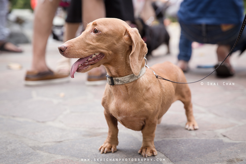 Pet dog photoshoot session with Singapore Dachies at Singapore Botanic Gardens