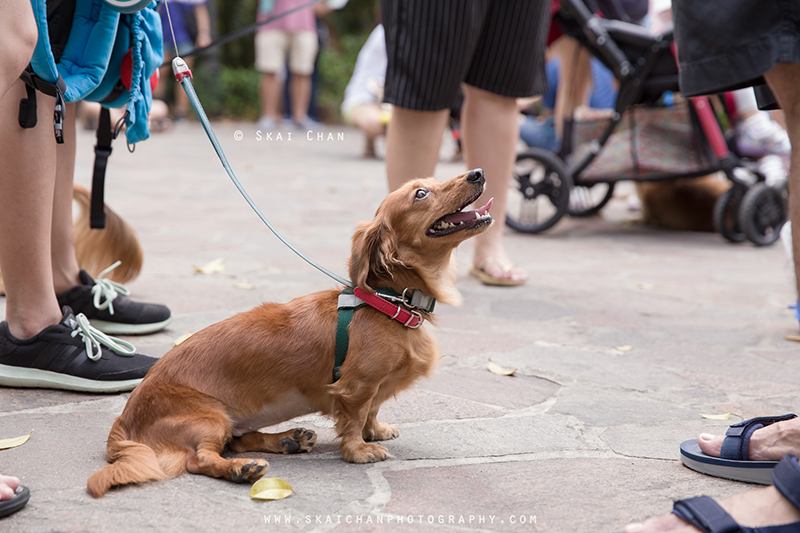 Pet dog photoshoot session with Singapore Dachies at Singapore Botanic Gardens