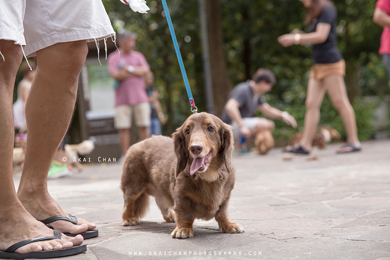 Pet dog photoshoot session with Singapore Dachies at Singapore Botanic Gardens