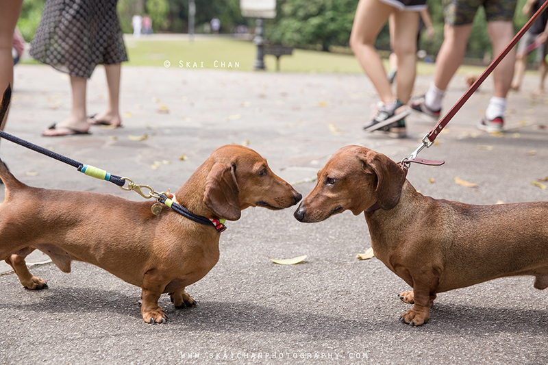 Pet dog photoshoot session with Singapore Dachies at Singapore Botanic Gardens