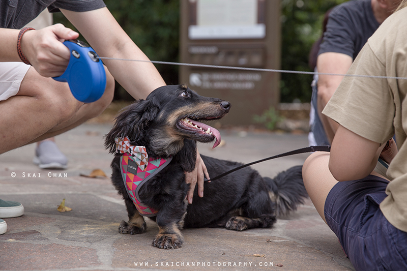 Pet dog photoshoot session with Singapore Dachies at Singapore Botanic Gardens