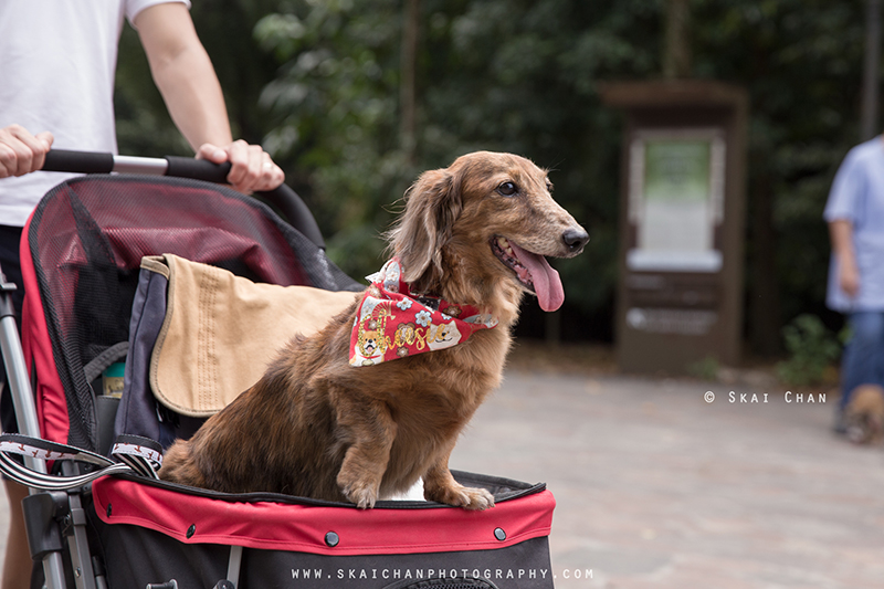 Pet dog photoshoot session with Singapore Dachies at Singapore Botanic Gardens