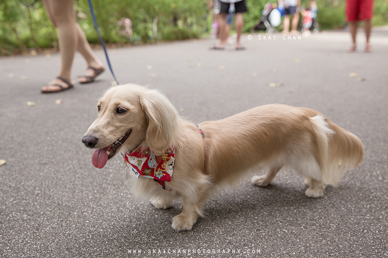 Pet dog photoshoot session with Singapore Dachies at Singapore Botanic Gardens