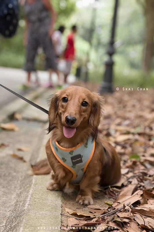 Pet dog photoshoot session with Singapore Dachies at Singapore Botanic Gardens