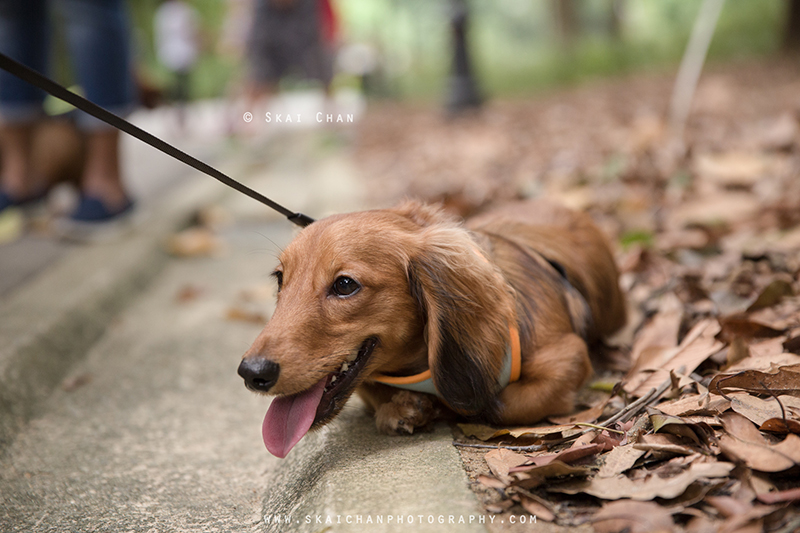 Pet dog photoshoot session with Singapore Dachies at Singapore Botanic Gardens