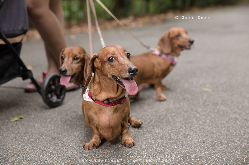 Pet dog photoshoot session with Singapore Dachies at Singapore Botanic Gardens