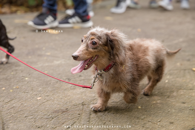 Pet dog photoshoot session with Singapore Dachies at Singapore Botanic Gardens
