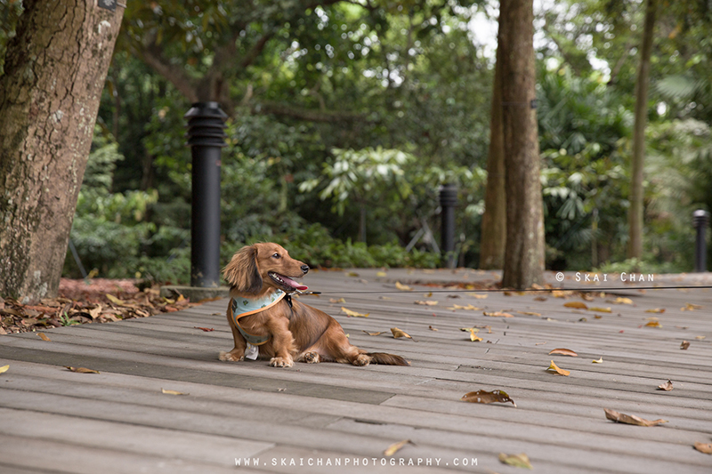 Pet dog photoshoot session with Singapore Dachies at Singapore Botanic Gardens
