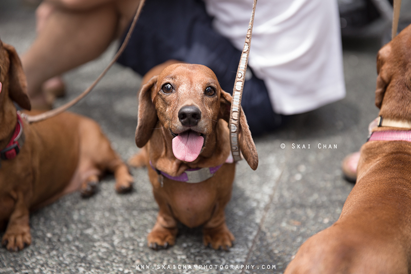 Pet dog photoshoot session with Singapore Dachies at Singapore Botanic Gardens