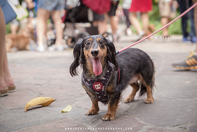 Outdoor Casual Pet Dog Photoshoot - Singapore Dachies @ Singapore Botanic Gardens