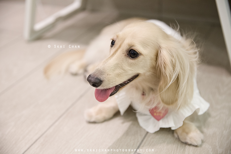 Pet dog photoshoot session with Ttang Kong at Yishun (indoor)