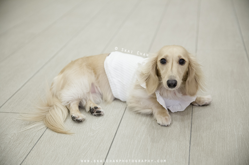 Pet dog photoshoot session with Ttang Kong at Yishun (indoor)