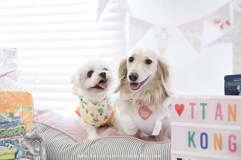 Pet dog photoshoot session with Ttang Kong at Yishun (indoor)