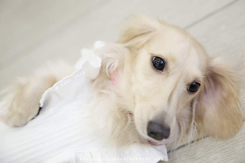 Pet dog photoshoot session with Ttang Kong at Yishun (indoor)